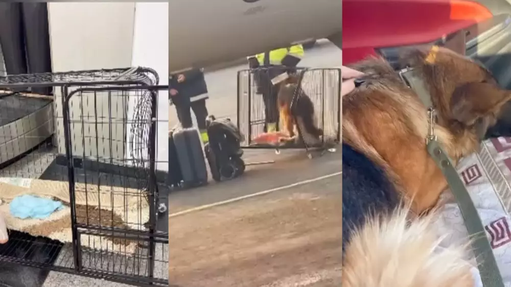 Пассажирка с питомцем не смогла улететь в Актау: авиакомпания проводит проверку