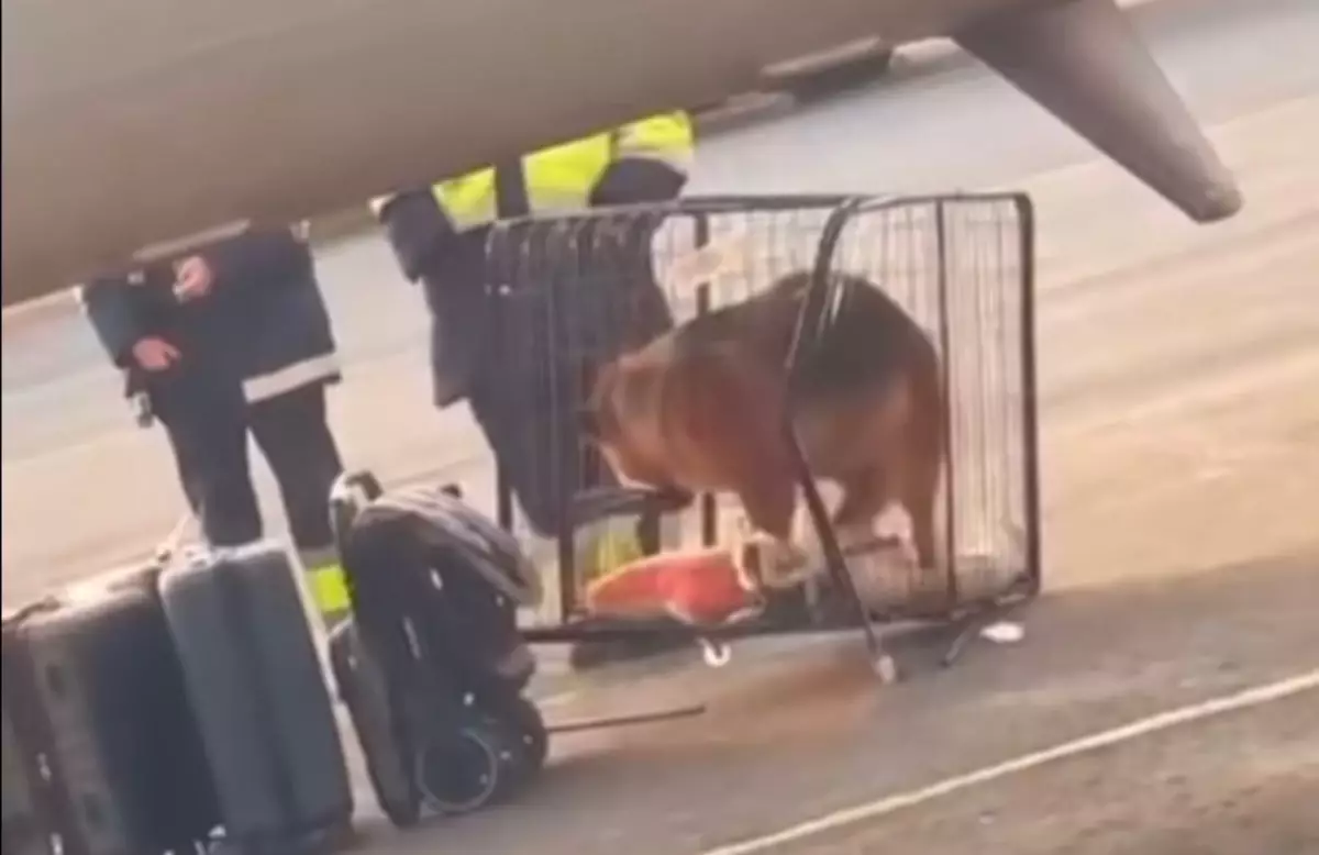 "300 мың теңгем босқа кетті": Қазақстандық әйел өзін итімен бірге ұшақтан түсіріп тастаған әуе компанияның әрекетіне шағымданды