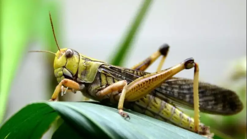 Қазақстан мен Ресей шегірткеге қарсы бірлескен жоспар әзірлейді