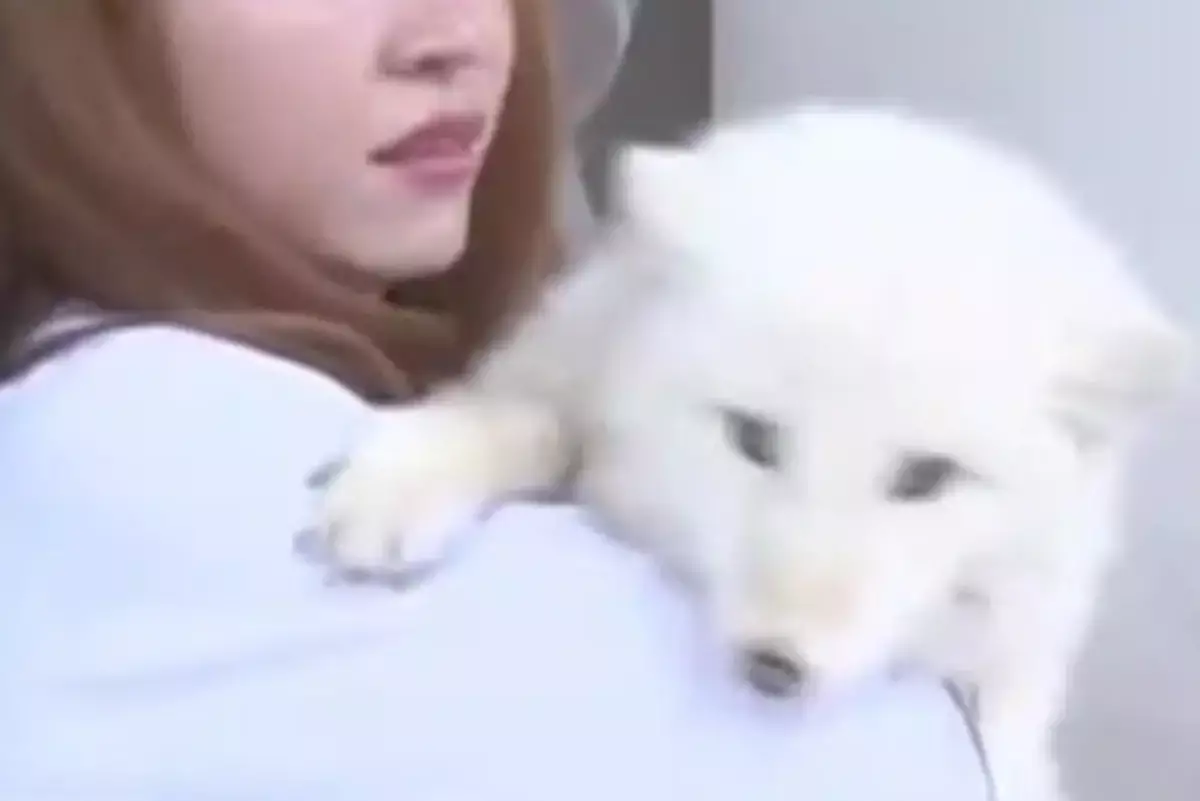 Лиса под прикрытием щенка: покупка за 90 тысяч тенге обернулась сюрпризом - новости на Lada.kz 18.03.2026