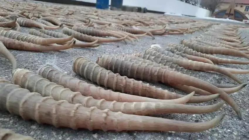 Елімізде киік мүйізін таңбалау құны бекітілді