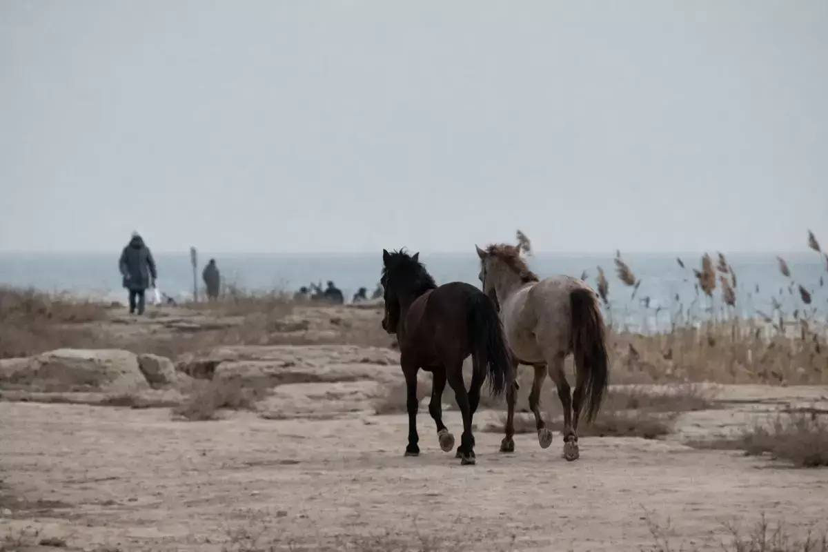 Безнадзорным лошадям в Актау нашли участок под временное содержание - новости на Lada.kz 18.03.2026