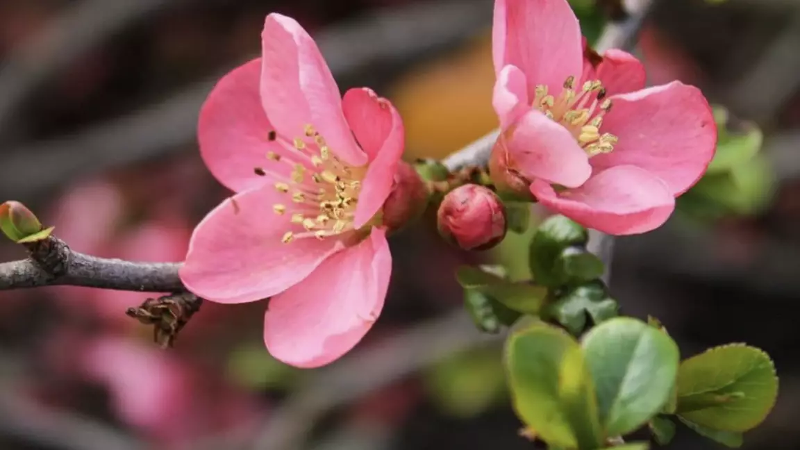 Көктем тұрғындарды қуантады: 19 наурызда ауа райы қандай болады?