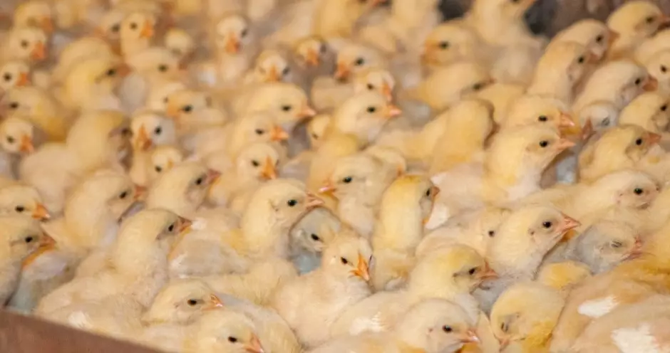 Россельхознадзор не допустил партию суточных цыплят к вывозу в Казахстан.