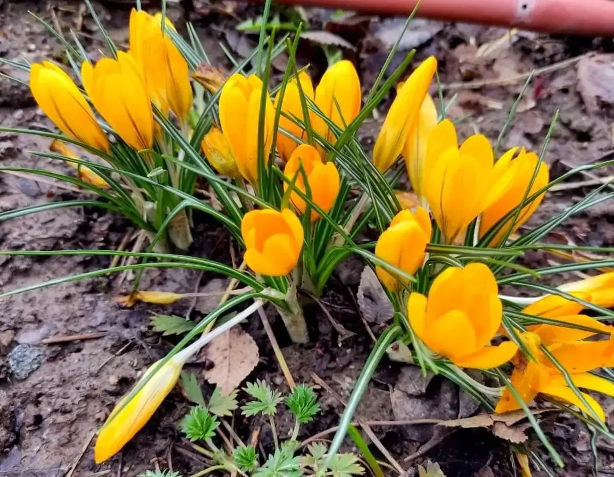 Алматыда 23-29 наурыз аралығында ауа райы қандай болады