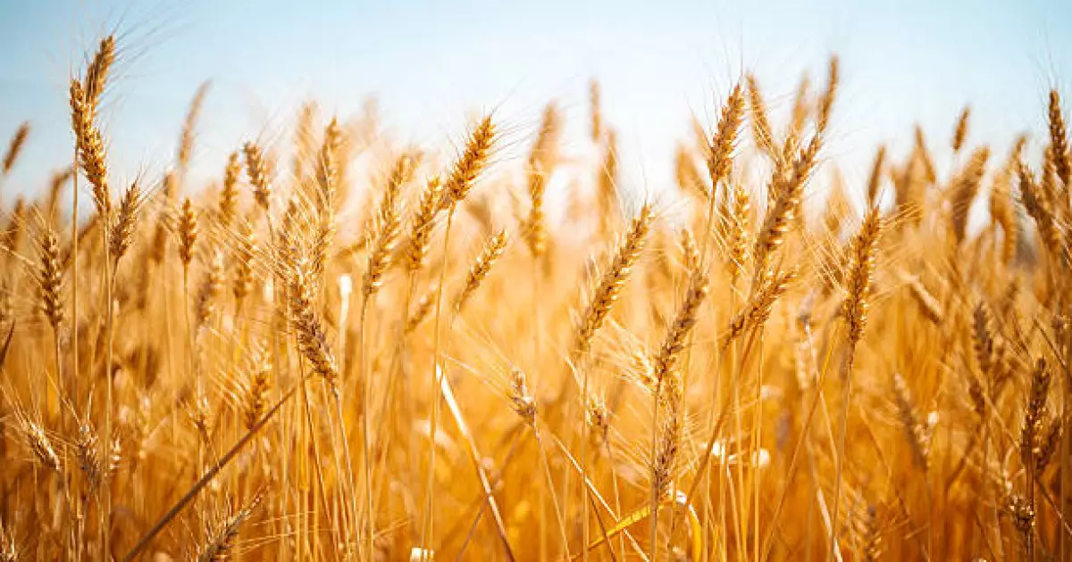   Соңғы 5 жылда елімізде ауыл шаруашылығы өнімдерінің экспорты ұлғайды   