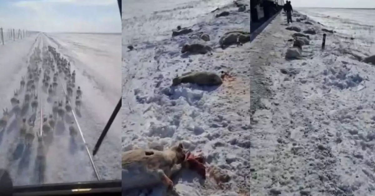  Қазақстанның солтүстігінде пойыз киіктер үйірін қағып кетті 