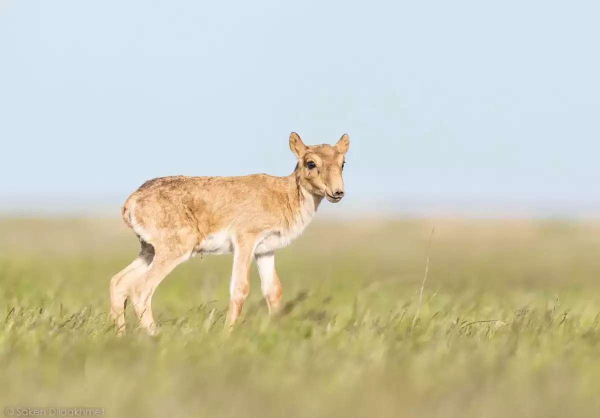 Қазақстанның солтүстігінде пойыз тұтас киік табынын қағып кетті