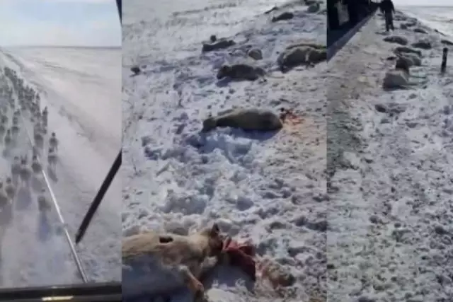 Ескі видео: Ақмолада пойыз киіктер үйірін қағып кетті