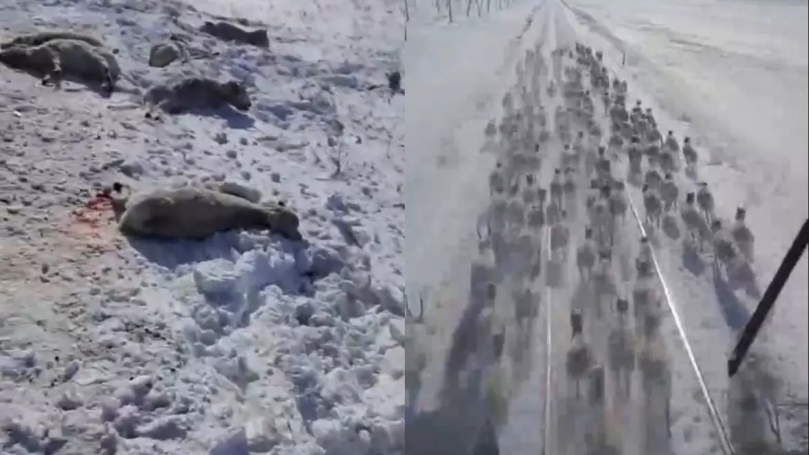 В сети обсуждают гибель сайгаков под поездом