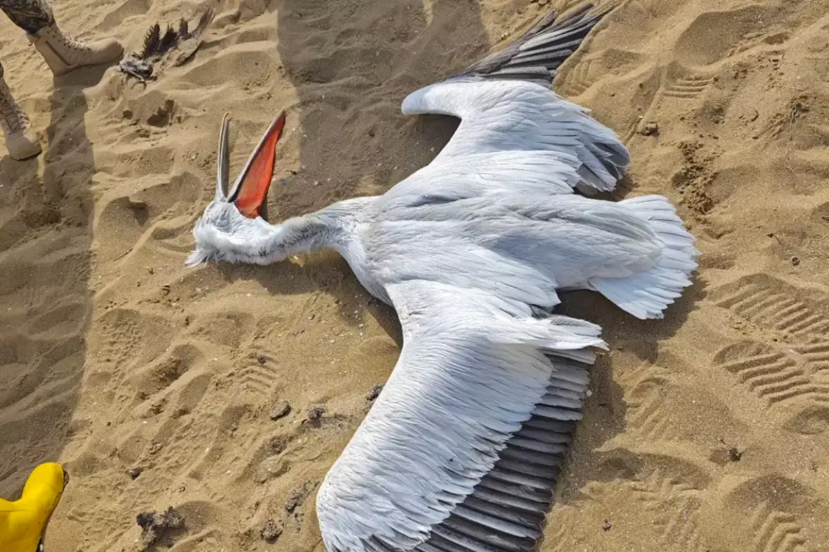 На побережье Каспийского моря обнаружили тушку краснокнижного пеликана