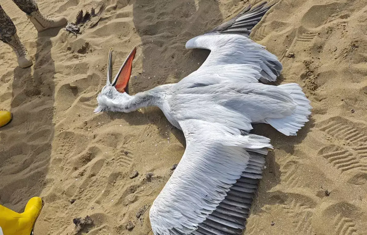 На берегу Каспия нашли мертвого краснокнижного пеликана: полиция начала расследование - новости на Lada.kz 19.03.2026