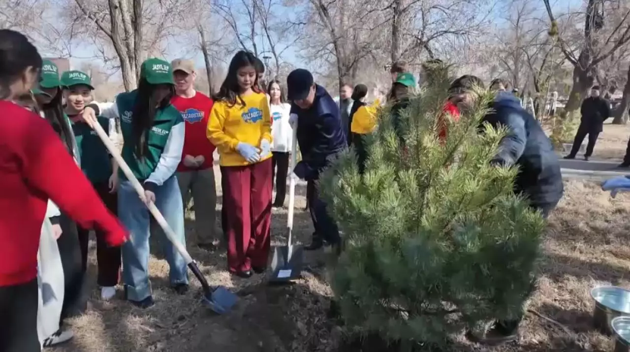 Новая аллея из сосен появилась в Талдыкоргана