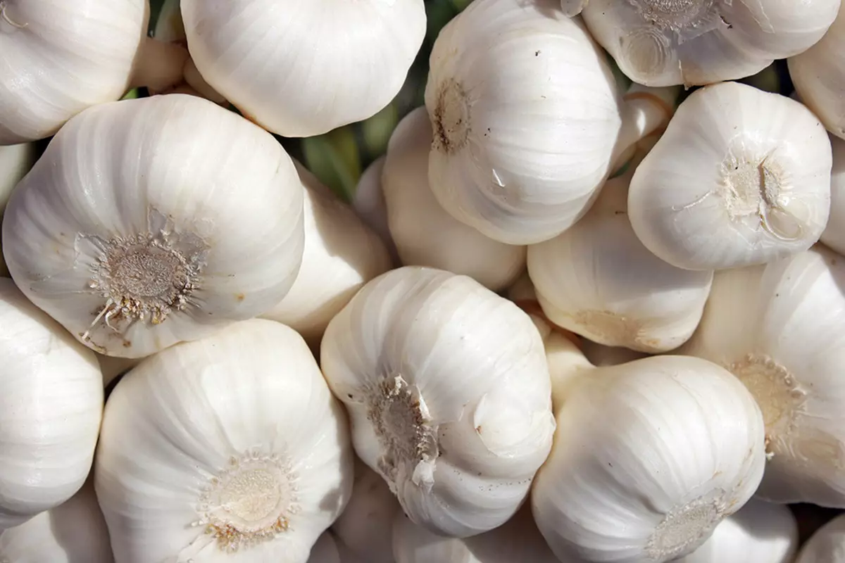 Азербайджан наращивает экспорт чеснока и возобновляет поставки в Казахстан.