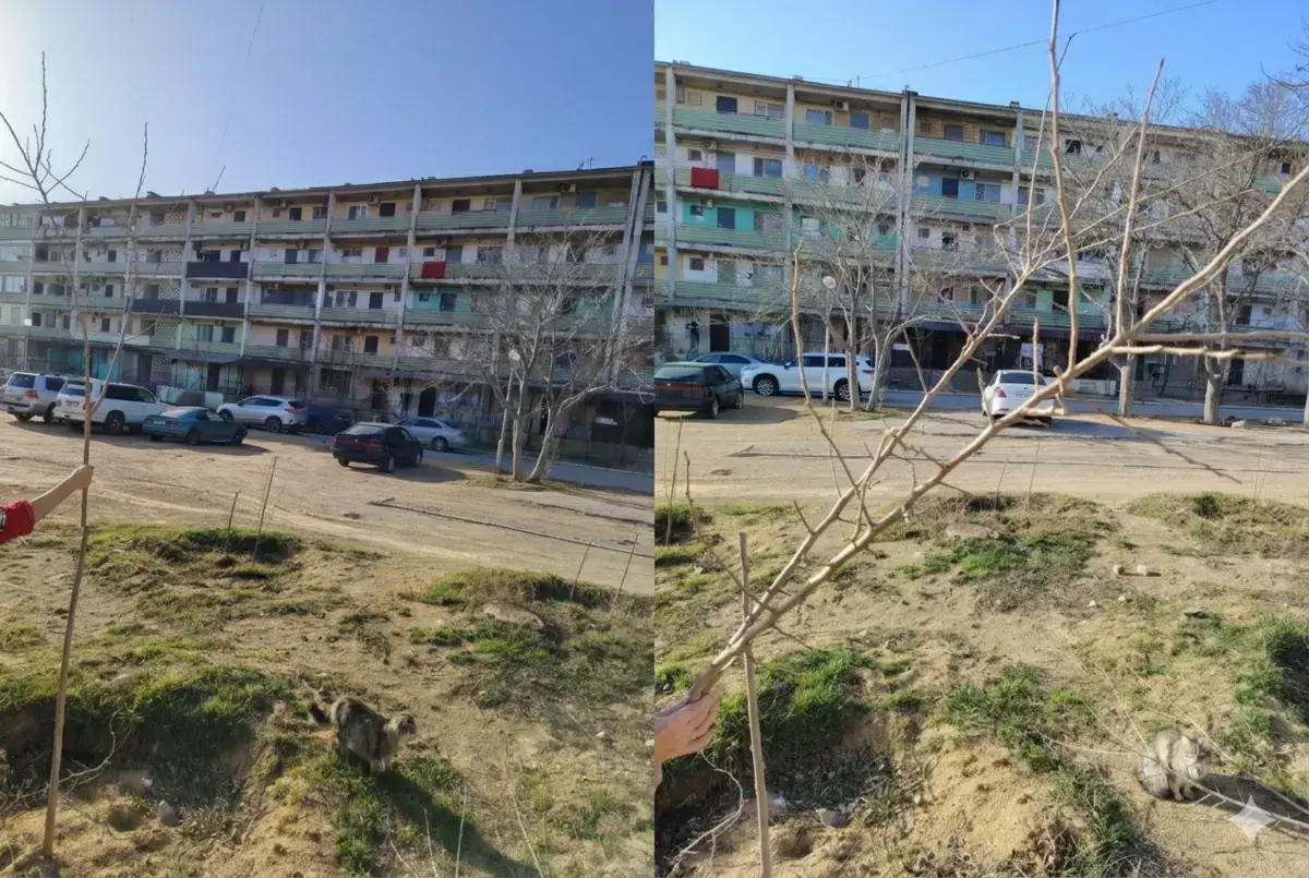 «Это удар по душе»: в Актау варварски уничтожили сад, который житель создавал годами - новости на Lada.kz 19.03.2026