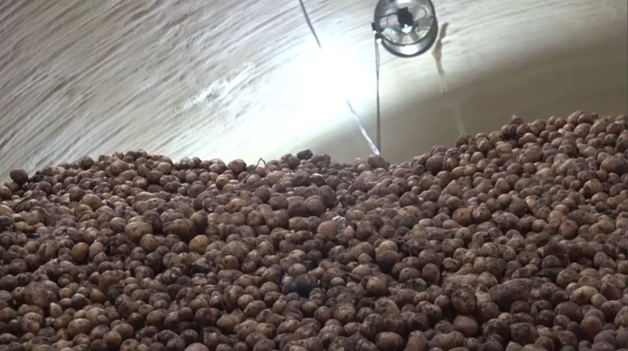 Картоптың 60-қа жуық түрі өсіріледі