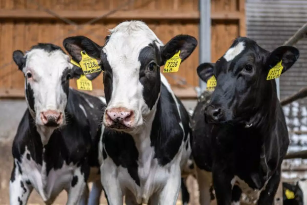 Казахстан закрыл границу для российского скота из-за опасной инфекции