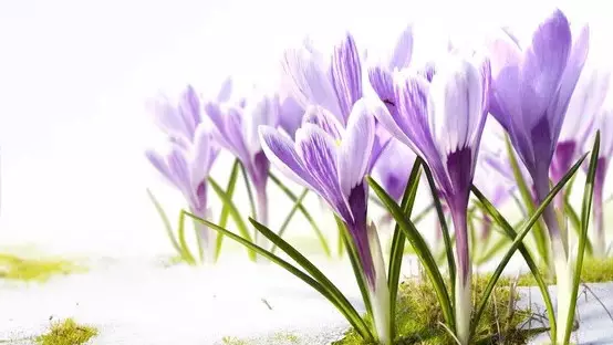 +25°С: Наурыз мерекесінде күн жылы болады