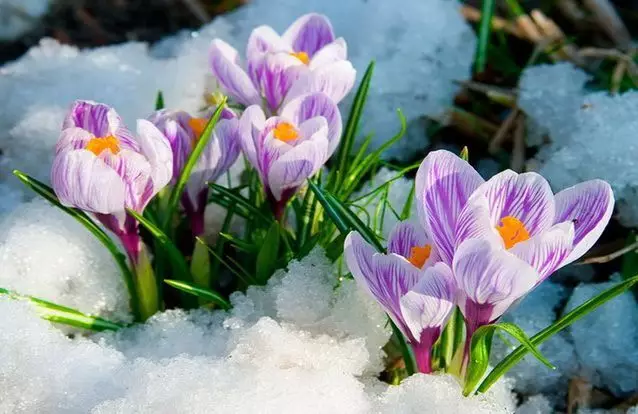 +25°С: Наурыз мерекесінде күн жылы болады