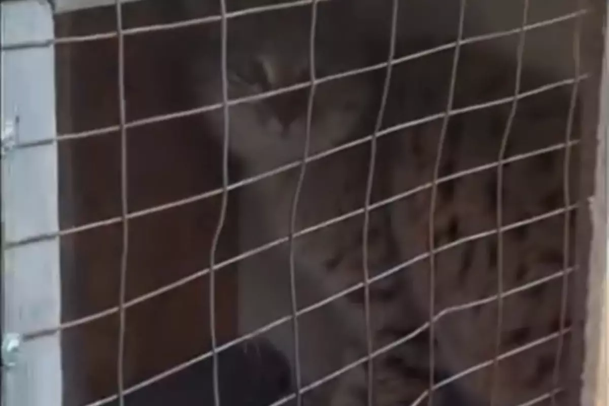 Незваная гостья в курятнике: степная кошка переполошила жителей села близ Атырау