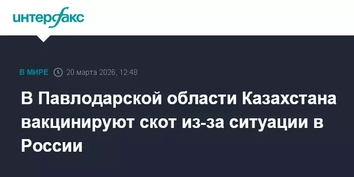 В Павлодарской области Казахстана начали вакцинацию скота из-за вспышки ящура в России.