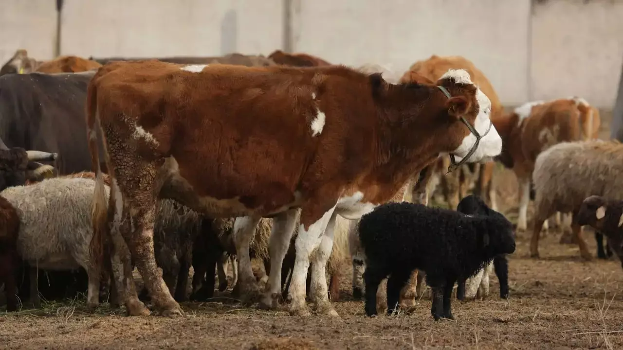Ресейдегі індет Қазақстанға қауіп төндірді ме: Үкімет шұғыл шешім қабылдады