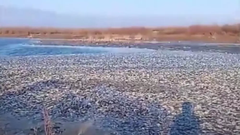 Көл өлі балыққа толған: БҚО тұрғыны алаңдатарлық видео түсіріп алды