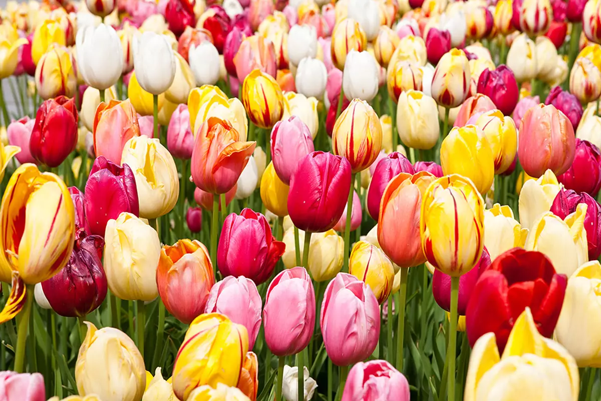 Производство тюльпанов в Казахстане растет на фоне высокой зависимости от импорта