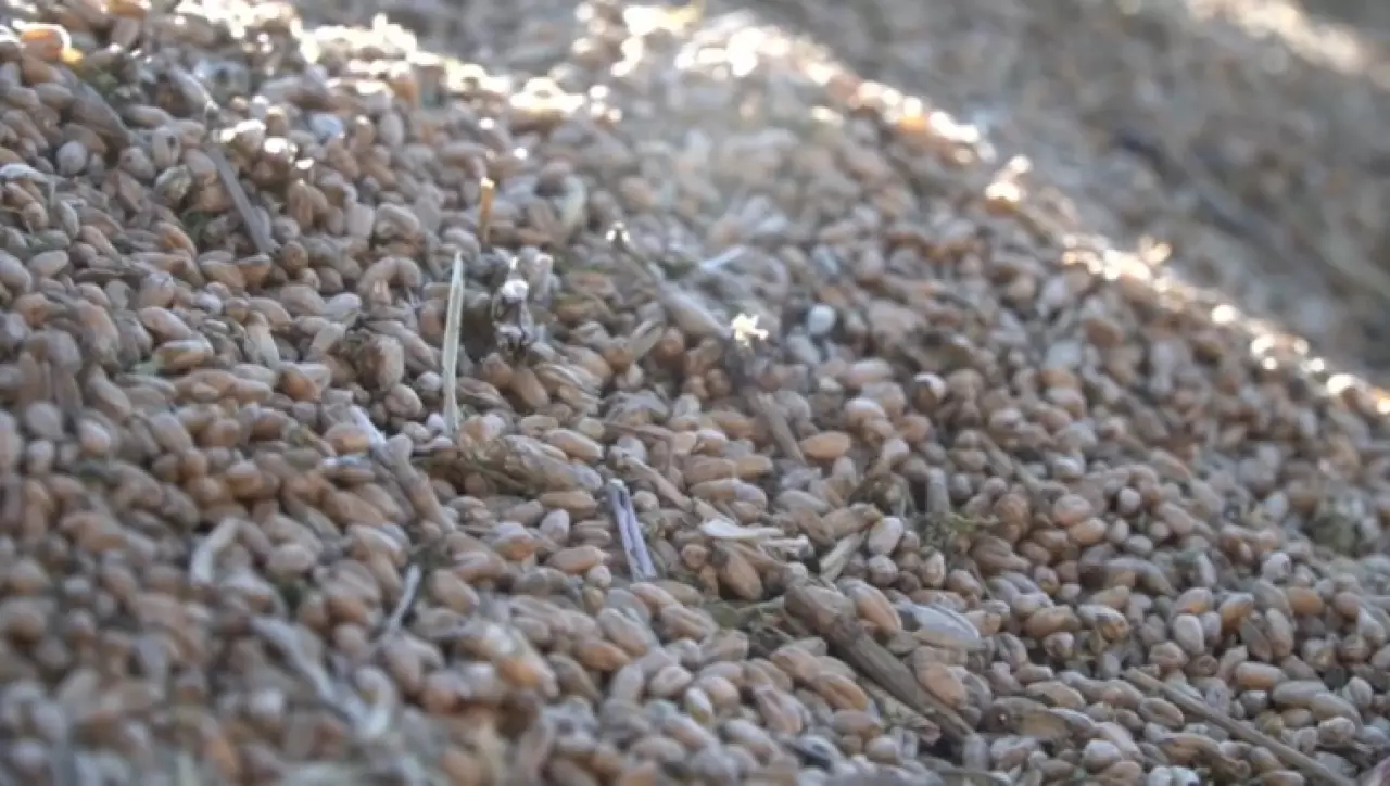 Экспортный рынок зерна простаивает