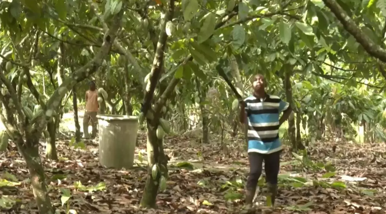 Әлемде қант қымбаттады