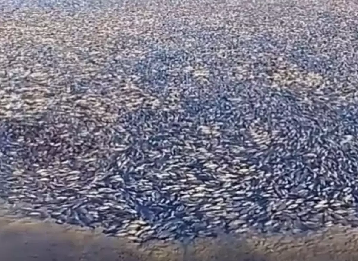 Массовый мор рыбы в ЗКО попал на видео