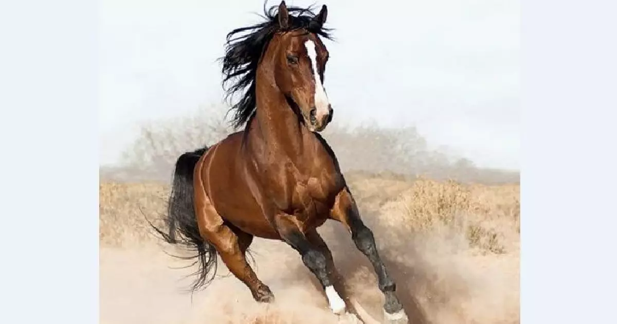   Төрлет, Арғымақ жыл!   