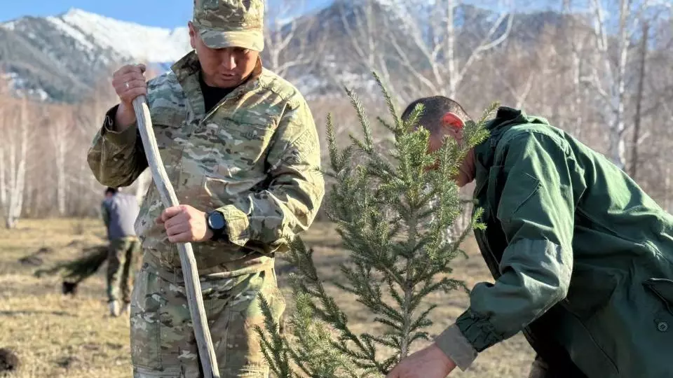 В Восточном Казахстане высадят 36 млн саженцев