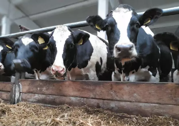 Казахстан усилил контроль за ввозом животных и продуктов из-за вспышки болезней.