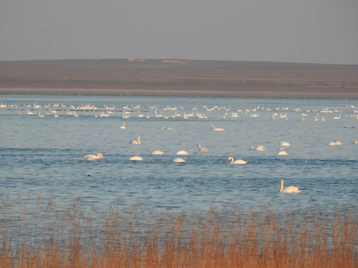 Километр над уровнем воды: важное объявление опубликовали сотрудники заповедника Устюрт - новости на Lada.kz 21.03.2026