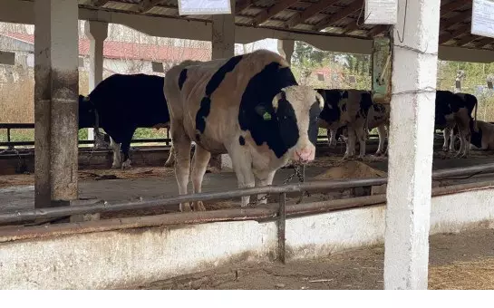 Казахстан усилил ветеринарный контроль на границе с Россией и начал вакцинацию скота.