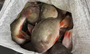 В Оренбуржье через границу с Казахстаном незаконно пытались ввезти рыбу.