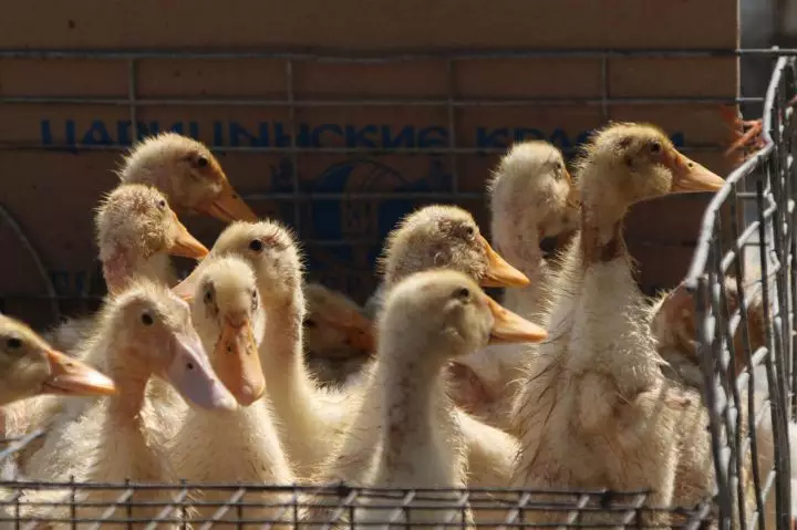 Казахстан снял запрет на ввоз мяса из Астраханской области.