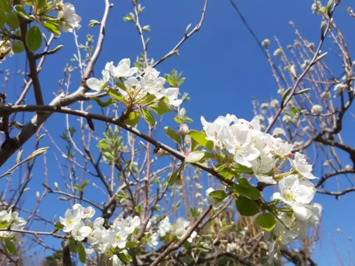 Почему весной особенно хочется влюбиться: объясняют учёные и психологи - новости на Lada.kz 22.03.2026