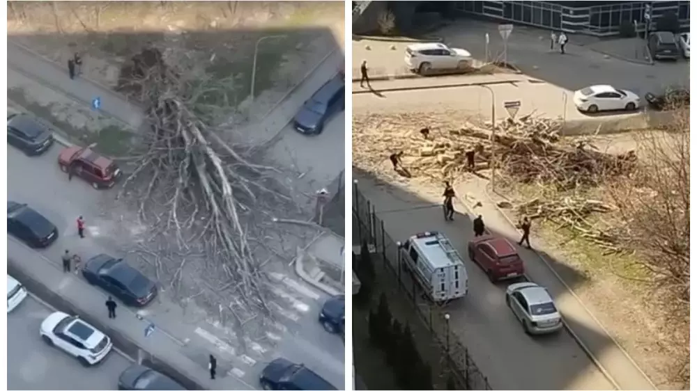 Огромное дерево рухнуло в разгар дня на перекрестке в Алматы