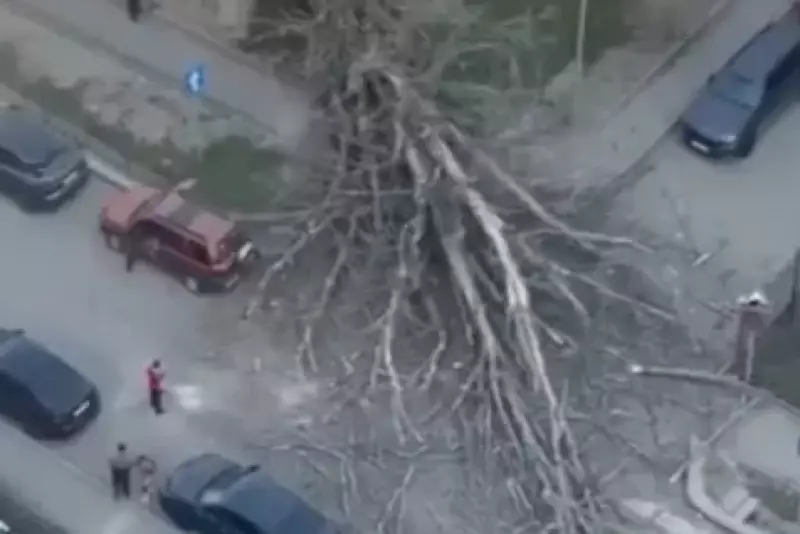 В Алматы рухнуло огромное дерево на перекрестке