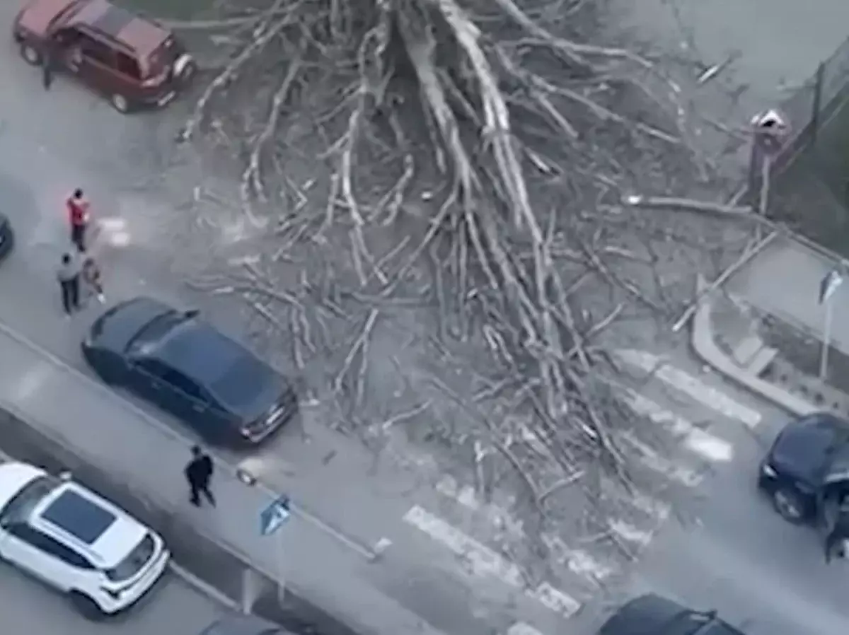 В Алматы на перекрестке рухнуло огромное дерево