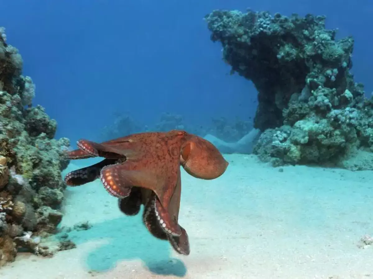 Осьминог избил крупную рыбу за плохую работу - новости на Lada.kz 22.03.2026