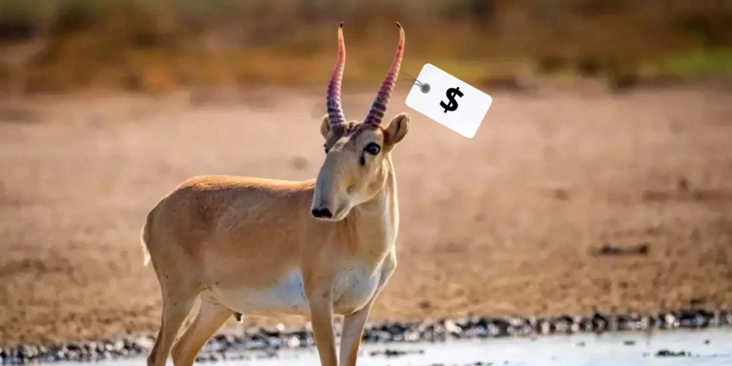 Қазақстан мұнайдан қымбат бағаланатын киік мүйізін сатуды бастайды