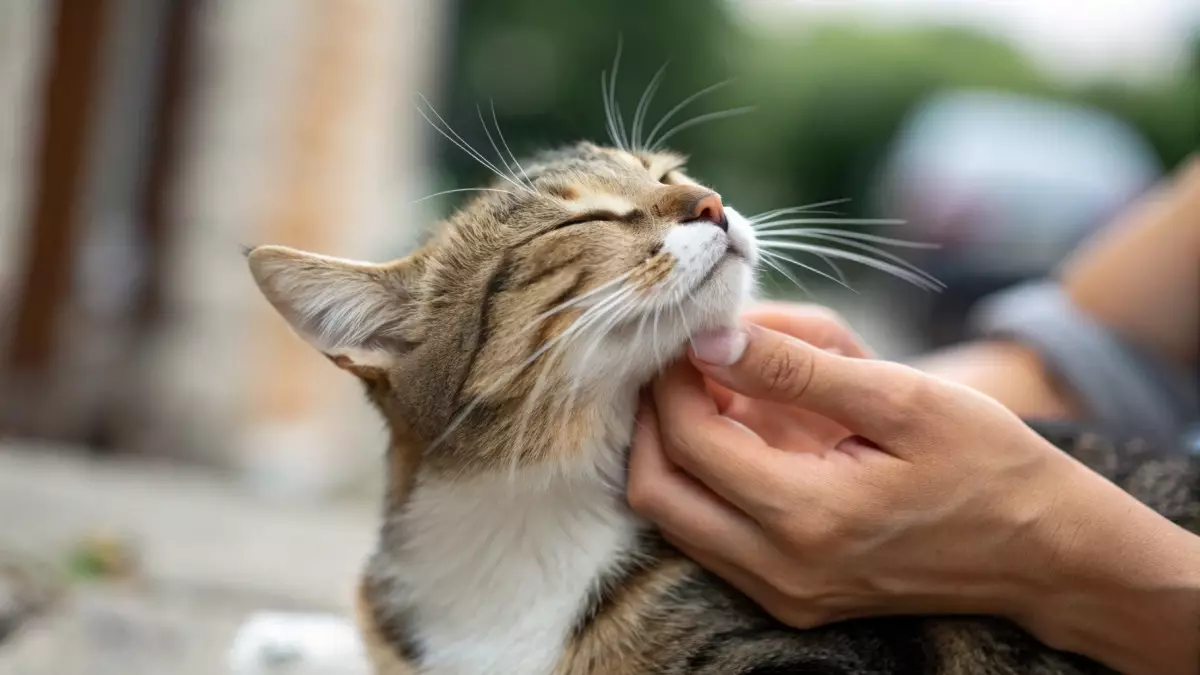 Неожиданное применение: ИИ помогает находить потерянных домашних животных