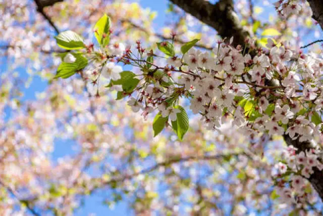 3 күнге арналған ауа райы болжамы: оңтүстік өңірлер 28 градусқа дейін жылынады
