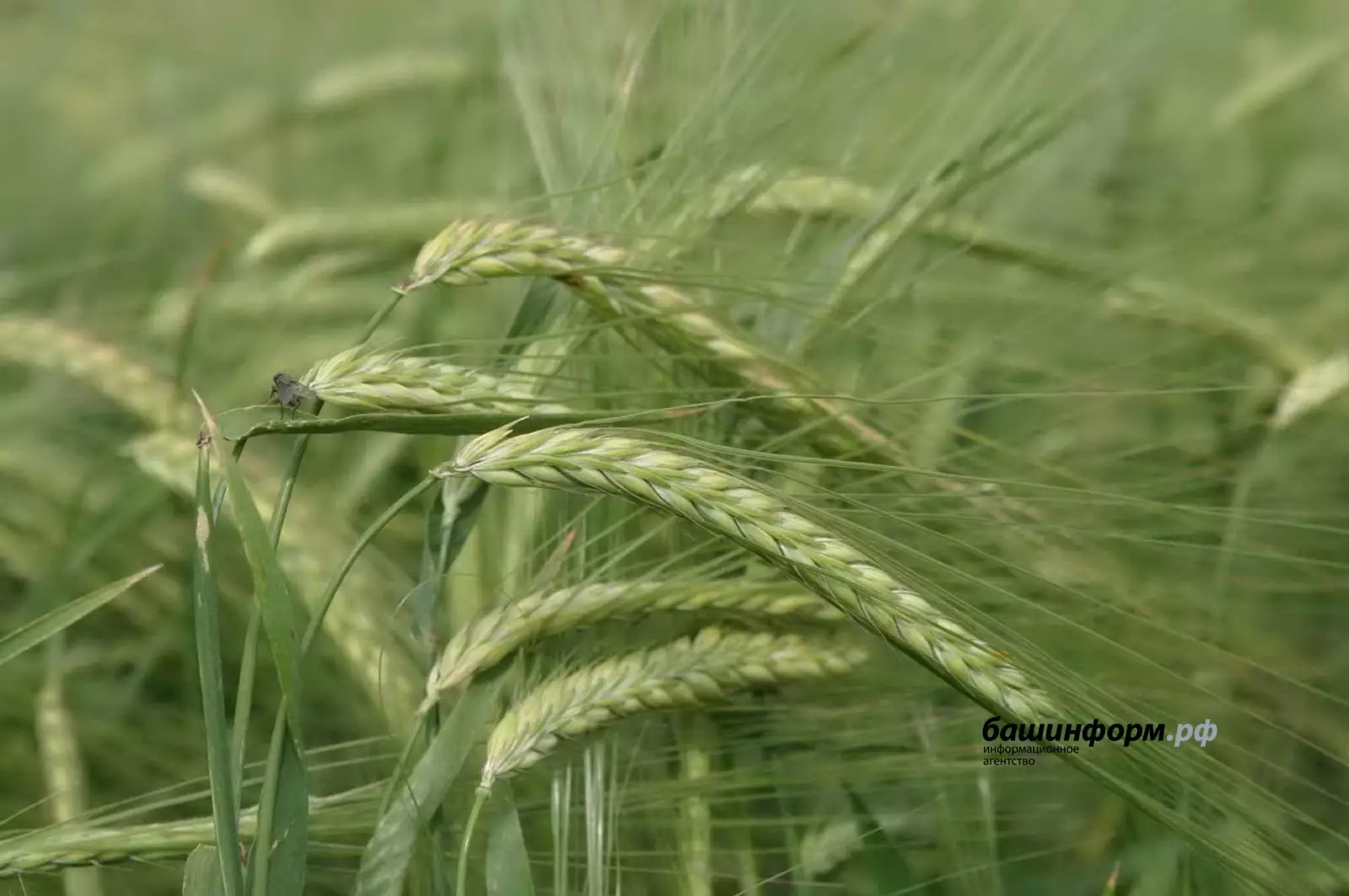 В Казахстане сварят пиво из башкирского ячменя.