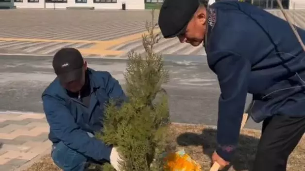 Родители высадили саженцы во дворах школ Кызылорды