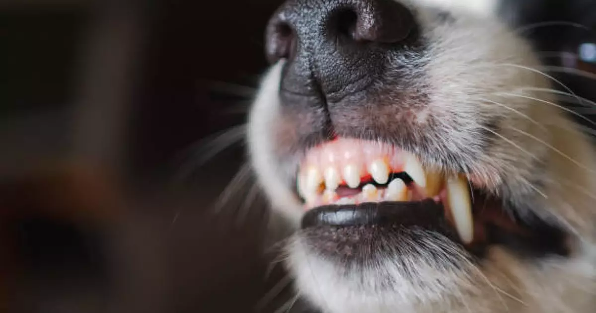  Батыс Қазақстанда 262 адамды ит қапқан 