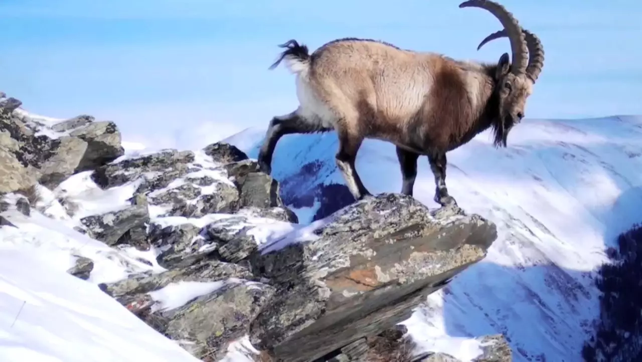 ШҚО-да сирек кездесетін аң -құстар саны нақтыланып жатыр